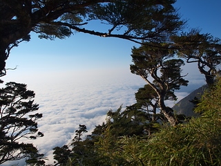 台東面鐵杉雲海