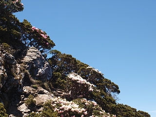 合歡山花季