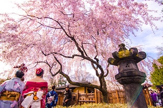 賞櫻