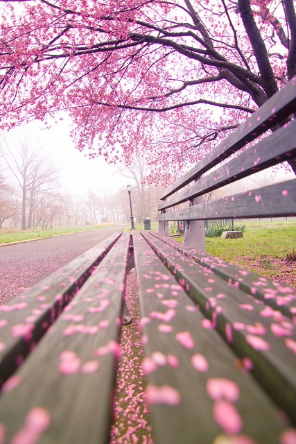 Cherry Blossom Festival