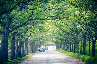 綠色隧道
