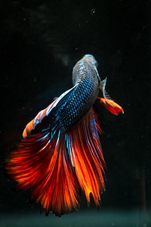 1B7A4336