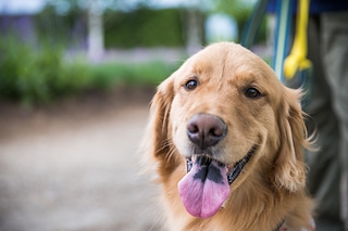 happy dog