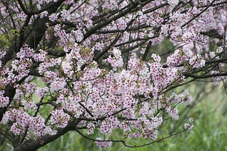 吉野櫻