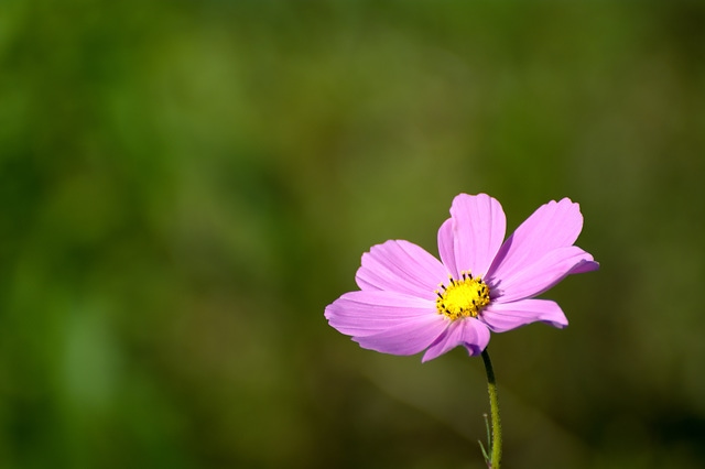 波斯菊