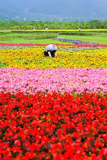 花圃工作者