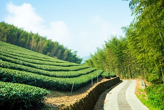 阿里山 茶園 茶 茶葉 レジャー 畑 緑茶 お茶 茶畑  tea garden