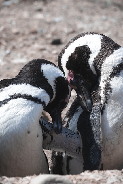 企鵝家族/ Family of Penguins