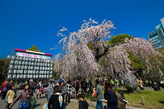 東京 櫻