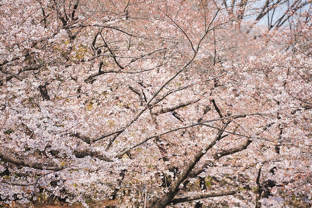 東京 櫻