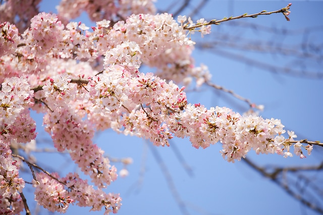 上野 櫻