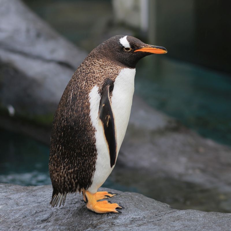 石川のペンギン スタジオ (Ishikawa's Penguin Studio)