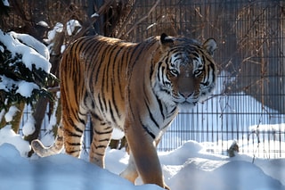 你可以再靠近一點 Tiger in the Snow