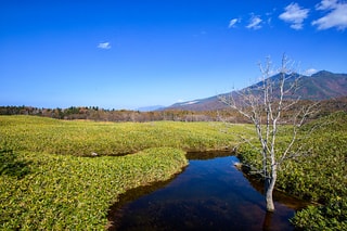 孤樹  The Lonely Tree