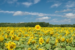 北海道的太陽 2