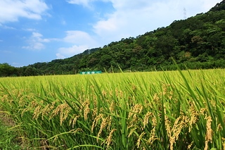 ITaiwan 台灣稻田