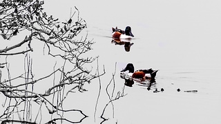 duck