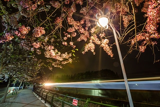 彰化二水花旗木-2