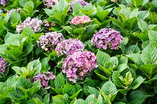 繡球花