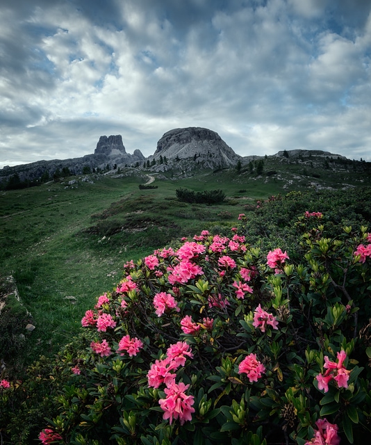 Alpine flowers and mount Averau (2649m)
