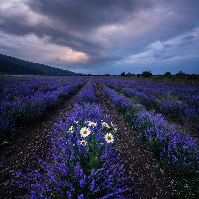 Lavender at dusk