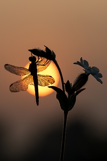Libe all'alba