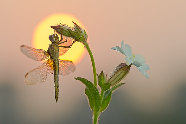 Macro all'alba