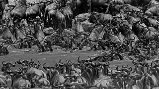 The Great Migration