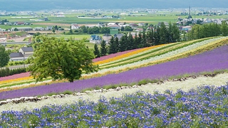 富良野花海