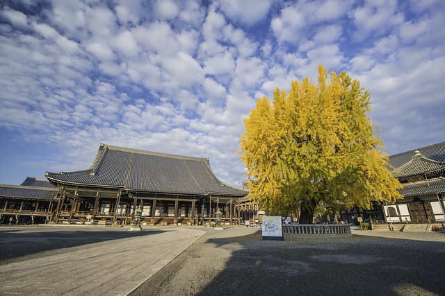 京都西本願寺銀杏